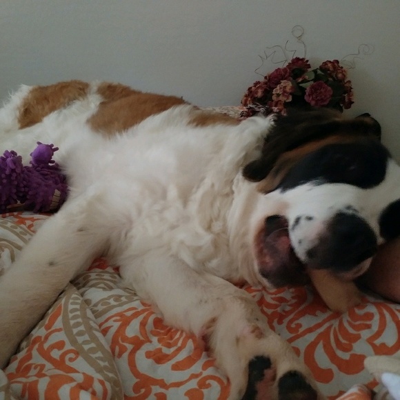 gracie2211